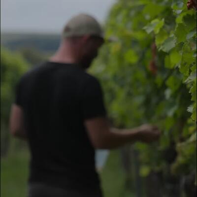 100-BEEREN-PROBE Um den optimalen Lesezeitpunkt festzulegen, geht Tobi regelmäßig durch die Weinberge und misst…