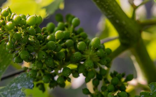 JULI-NEWS: DER FRUCHTANSATZ