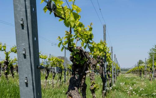 MAI-NEWS: FRÜHLING IM WEINGUT
